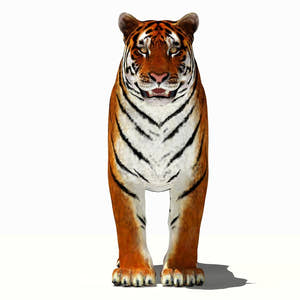 Tiger White and Natural 3D Model Thumbnail