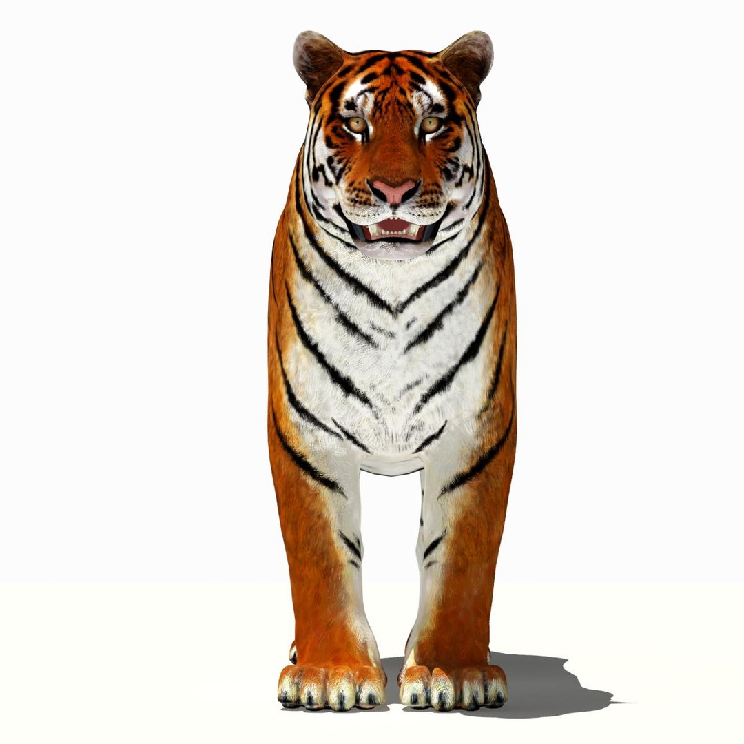 Tiger White and Natural 3D Model
