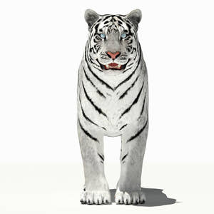 Tiger White and Natural 3D Model Thumbnail