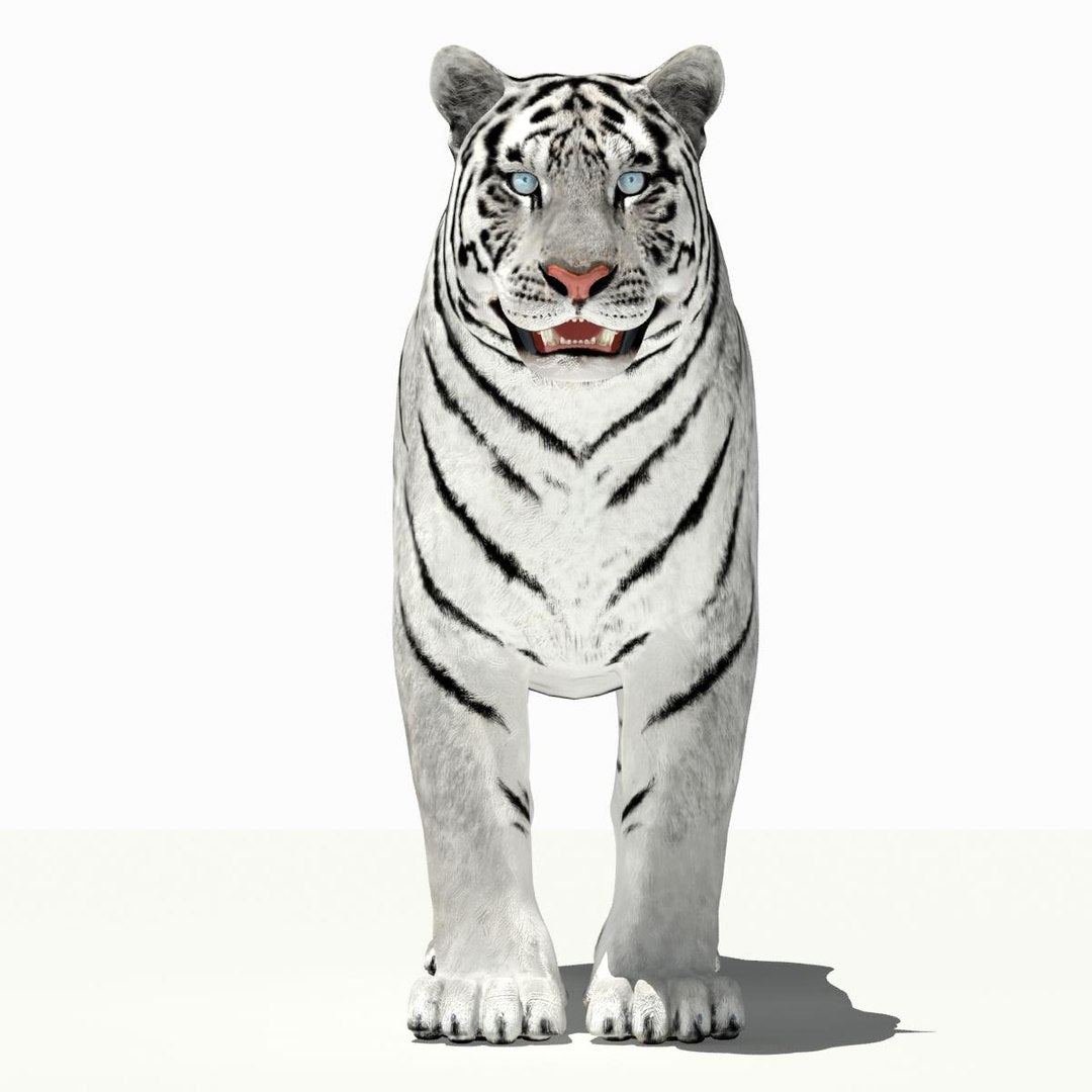 Tiger White and Natural 3D Model