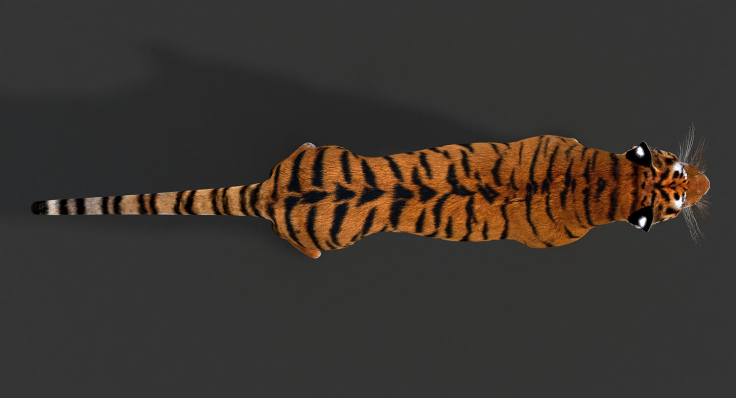 Big Cats 03 3D Model