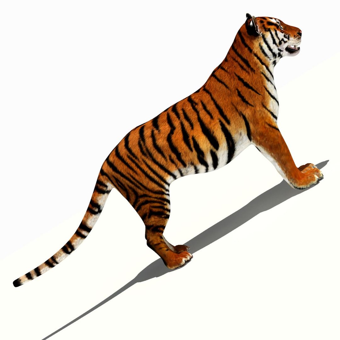 Tiger White and Natural 3D Model