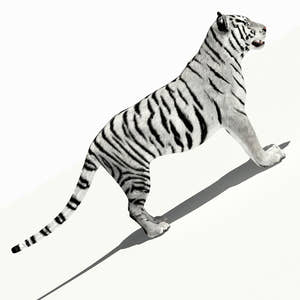 Tiger White and Natural 3D Model Thumbnail