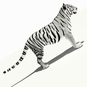 Tiger White and Natural 3D Model Thumbnail