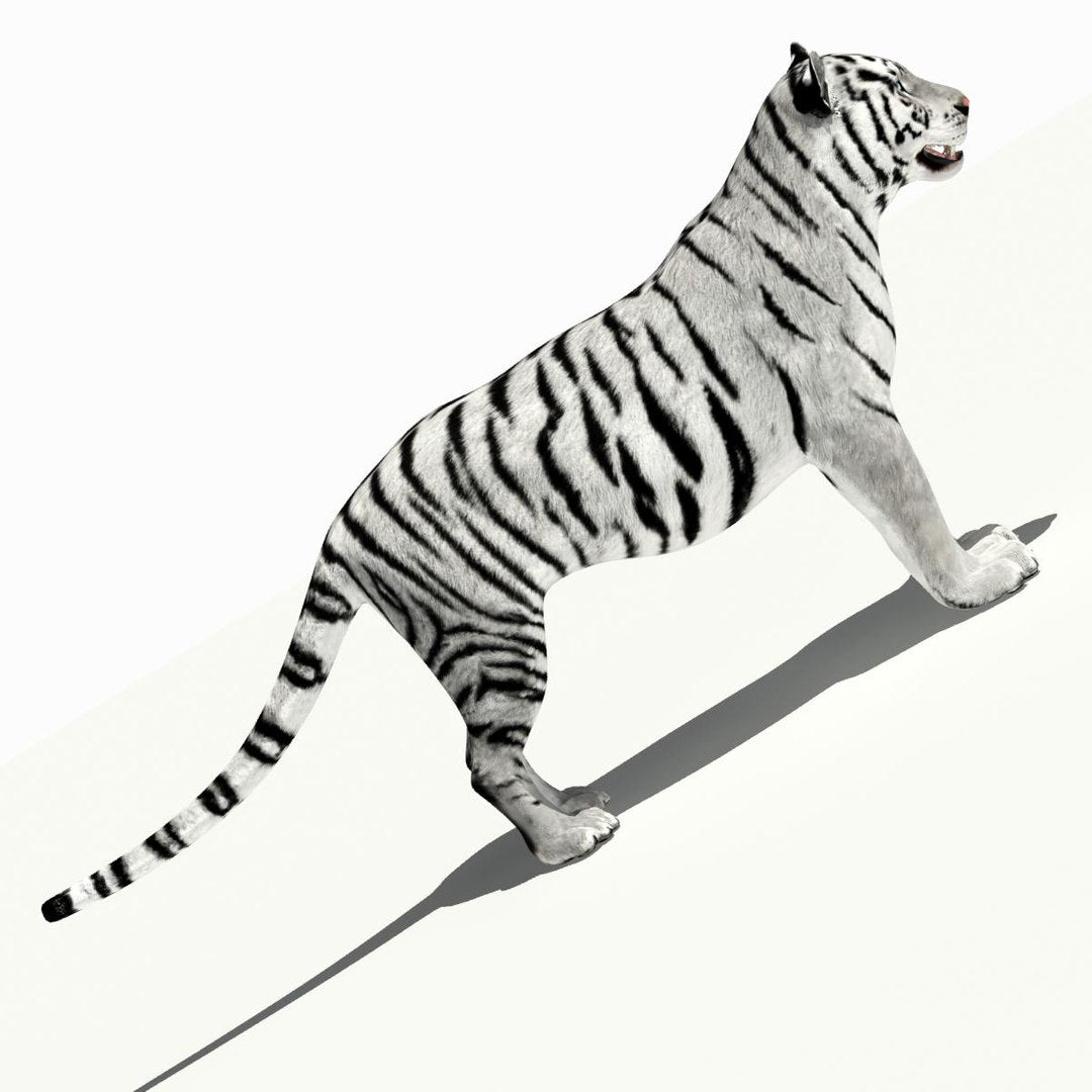 Tiger White and Natural 3D Model