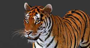 Realistic Tiger 3D Model Head Close Up for Download Thumbnail
