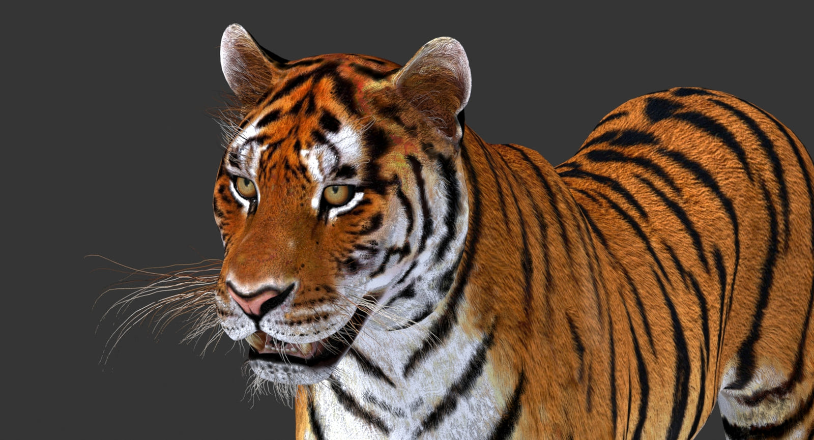 Realistic Tiger 3D Model Head Close Up for Download
