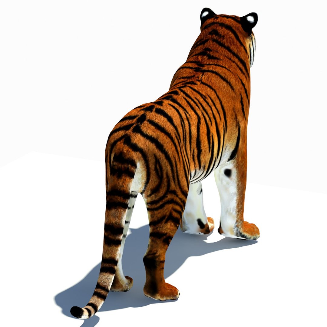 Animated Tiger 3D Model with White and Natural Variations
