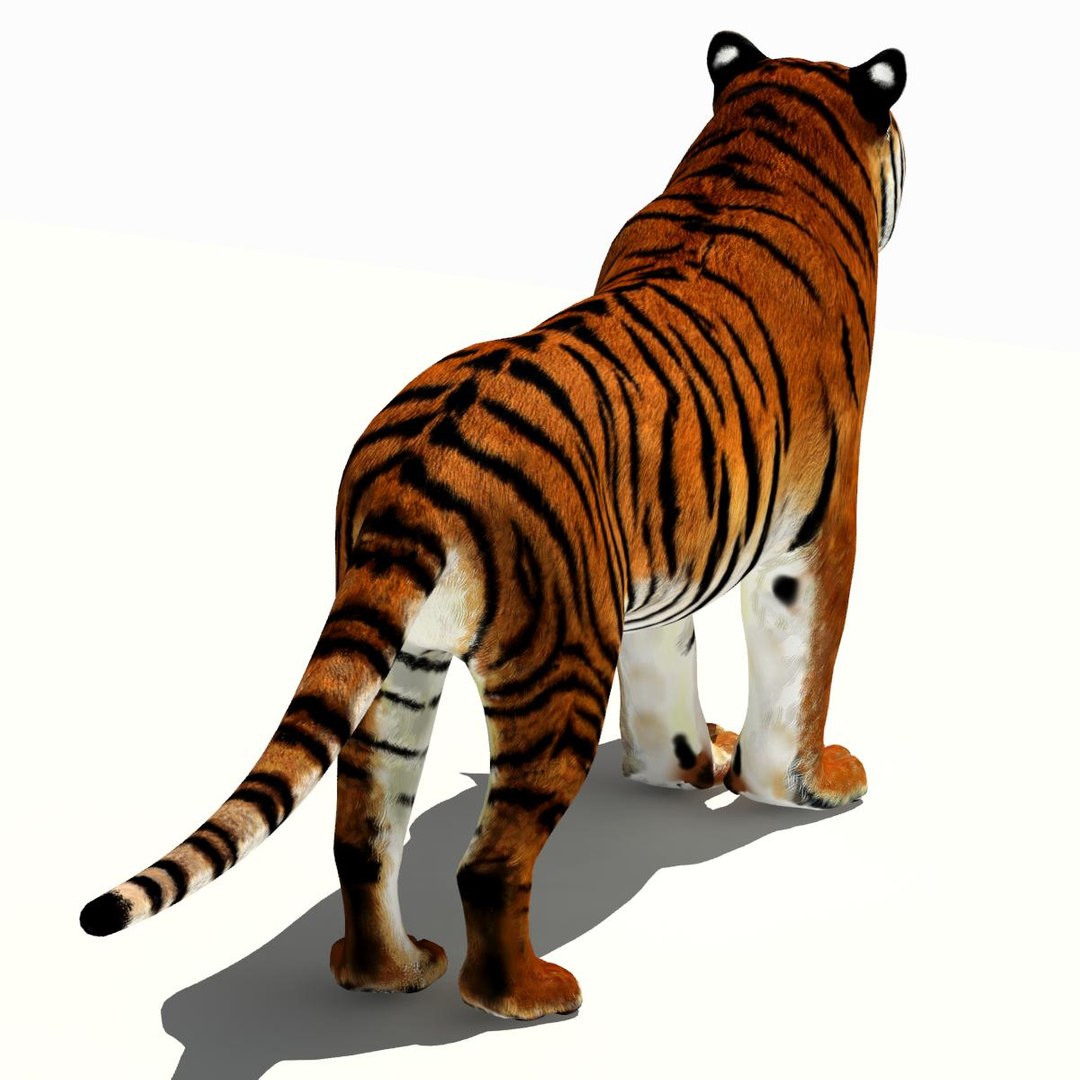 Tiger White and Natural 3D Model