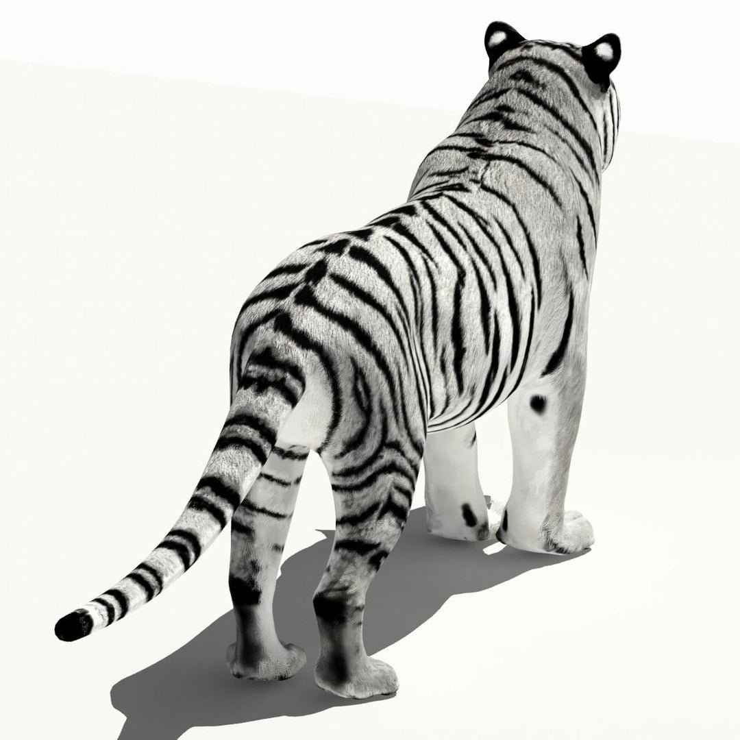 Tiger White and Natural 3D Model