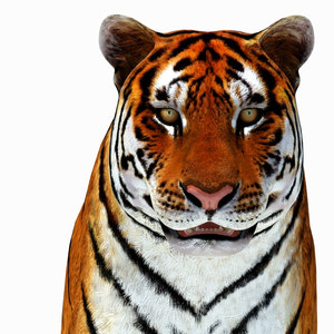 Animated Tiger 3D Model with White and Natural Variations Thumbnail