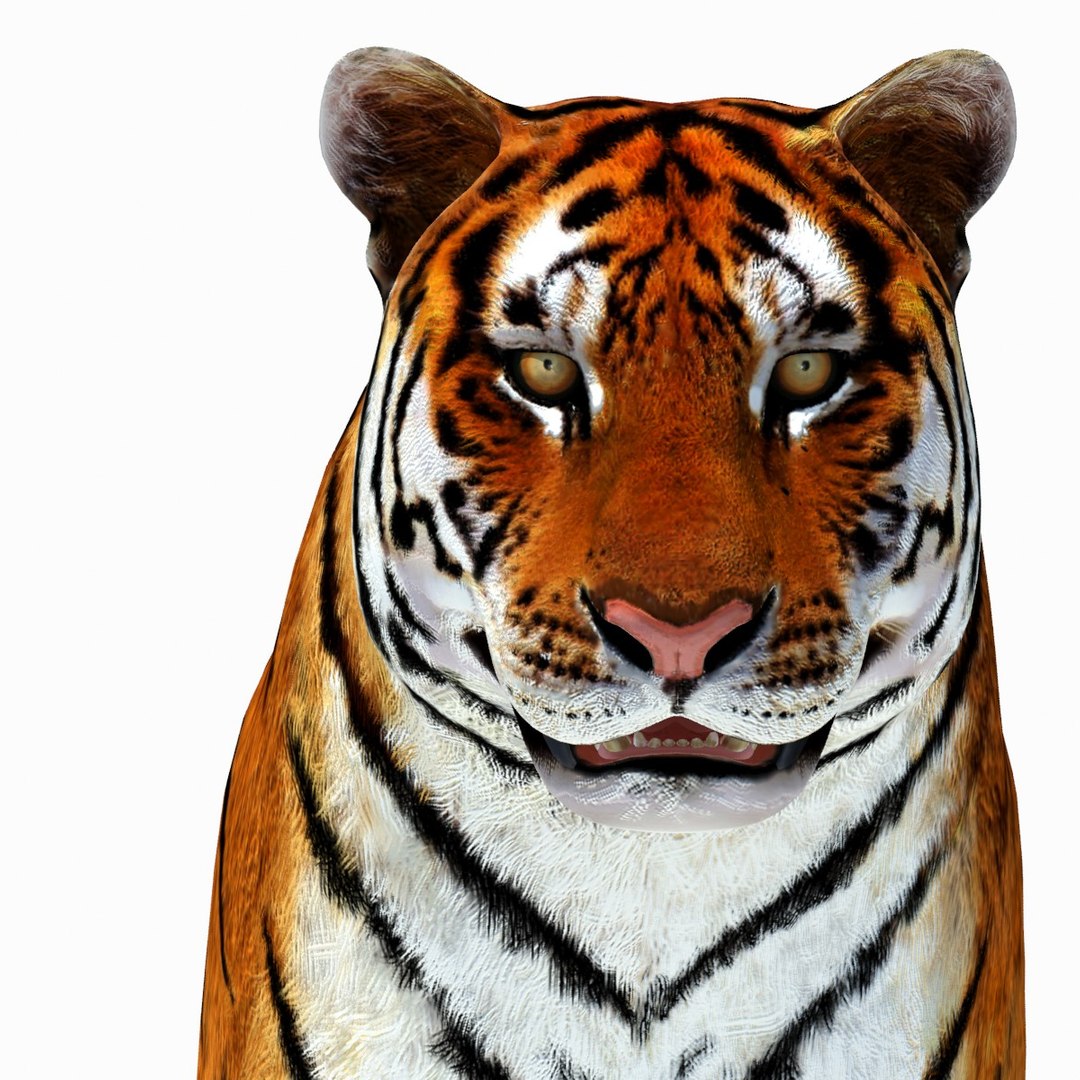 Animated Tiger 3D Model with White and Natural Variations