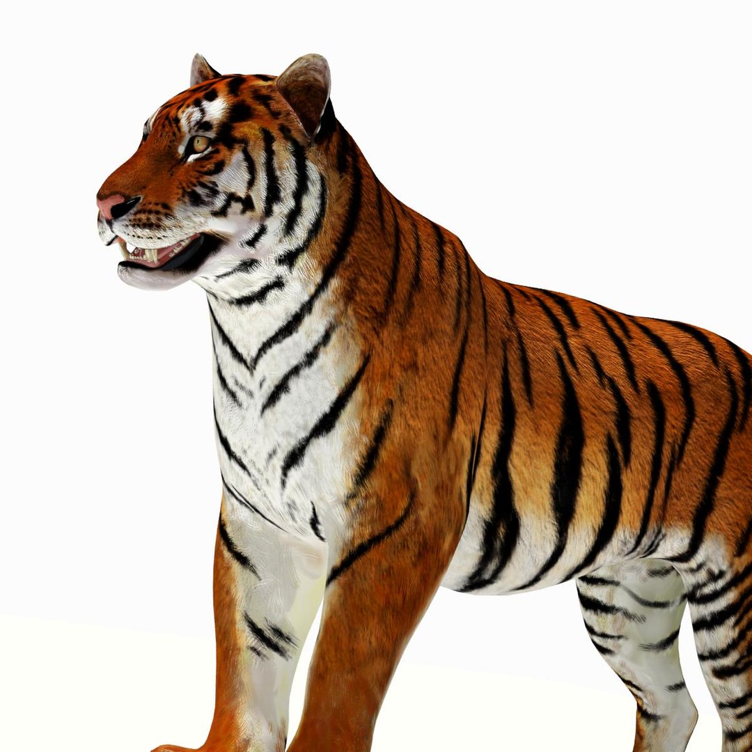 Tiger White and Natural 3D Model