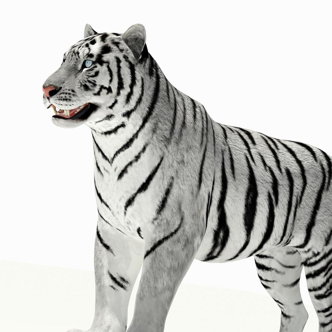 Tiger White and Natural 3D Model