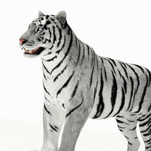 Tiger White and Natural 3D Model Thumbnail