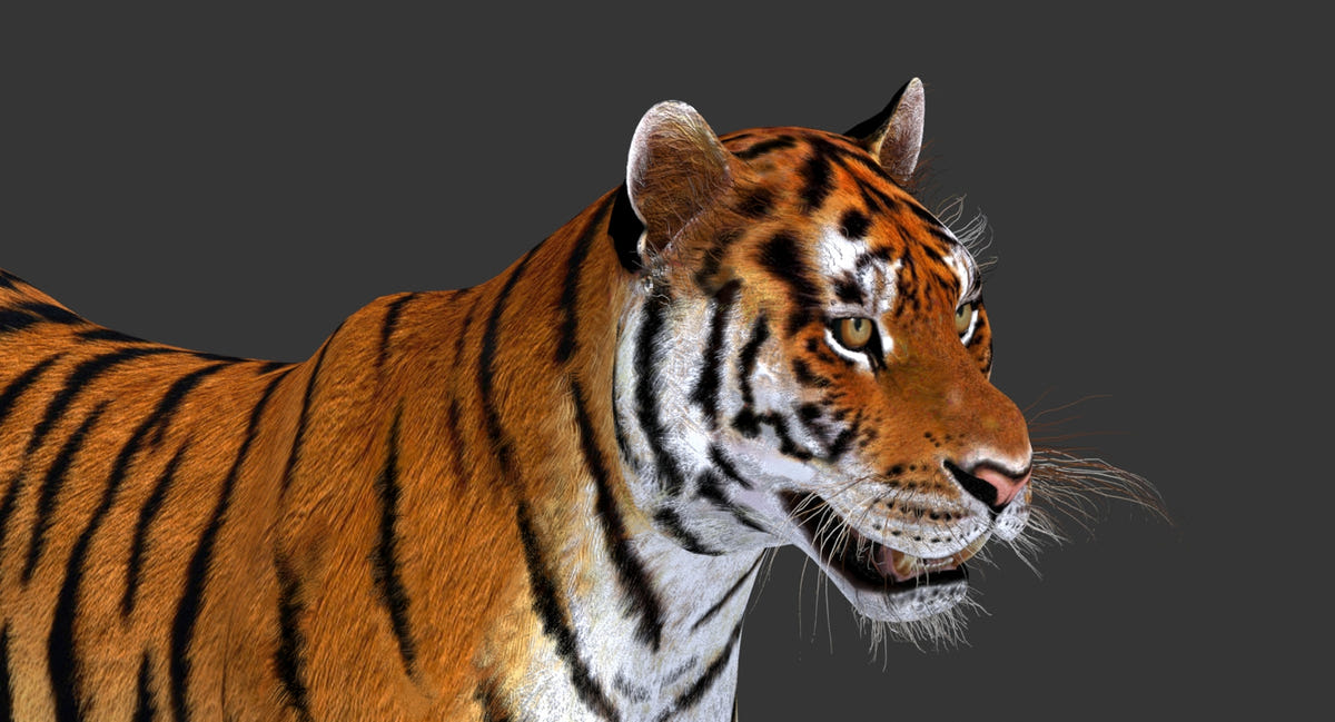 Realistic Tiger 3D Model Head Close Up for Download