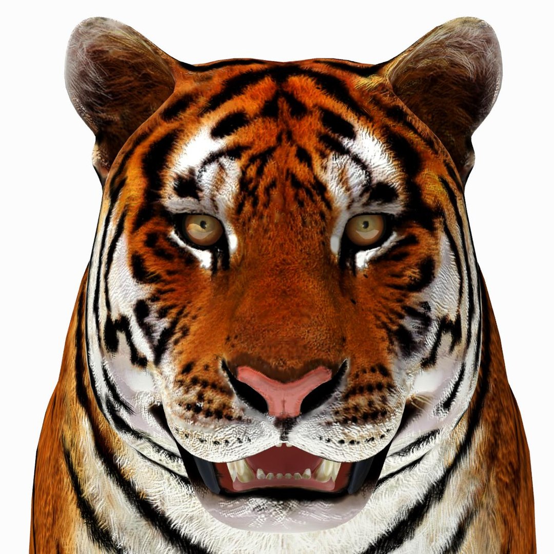 Tiger White and Natural 3D Model