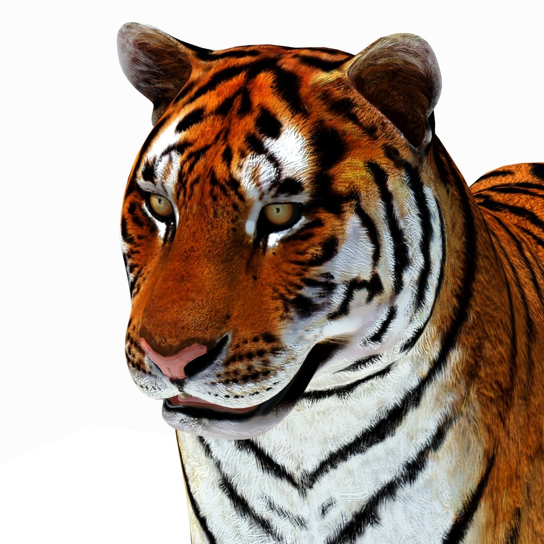 Animated Tiger 3D Model with White and Natural Variations