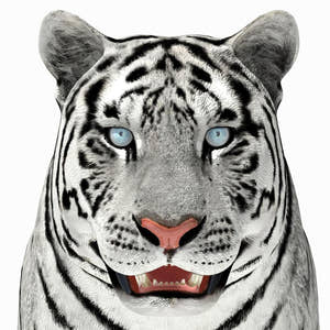 Tiger White and Natural 3D Model Thumbnail