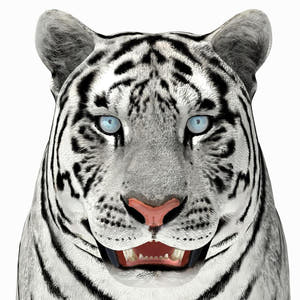 Tiger White and Natural 3D Model Thumbnail