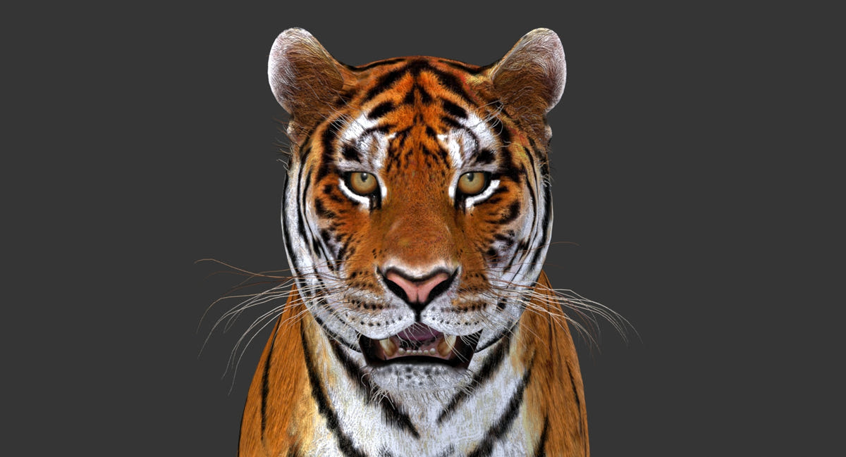 Realistic Tiger 3D Model Head Close Up for Download