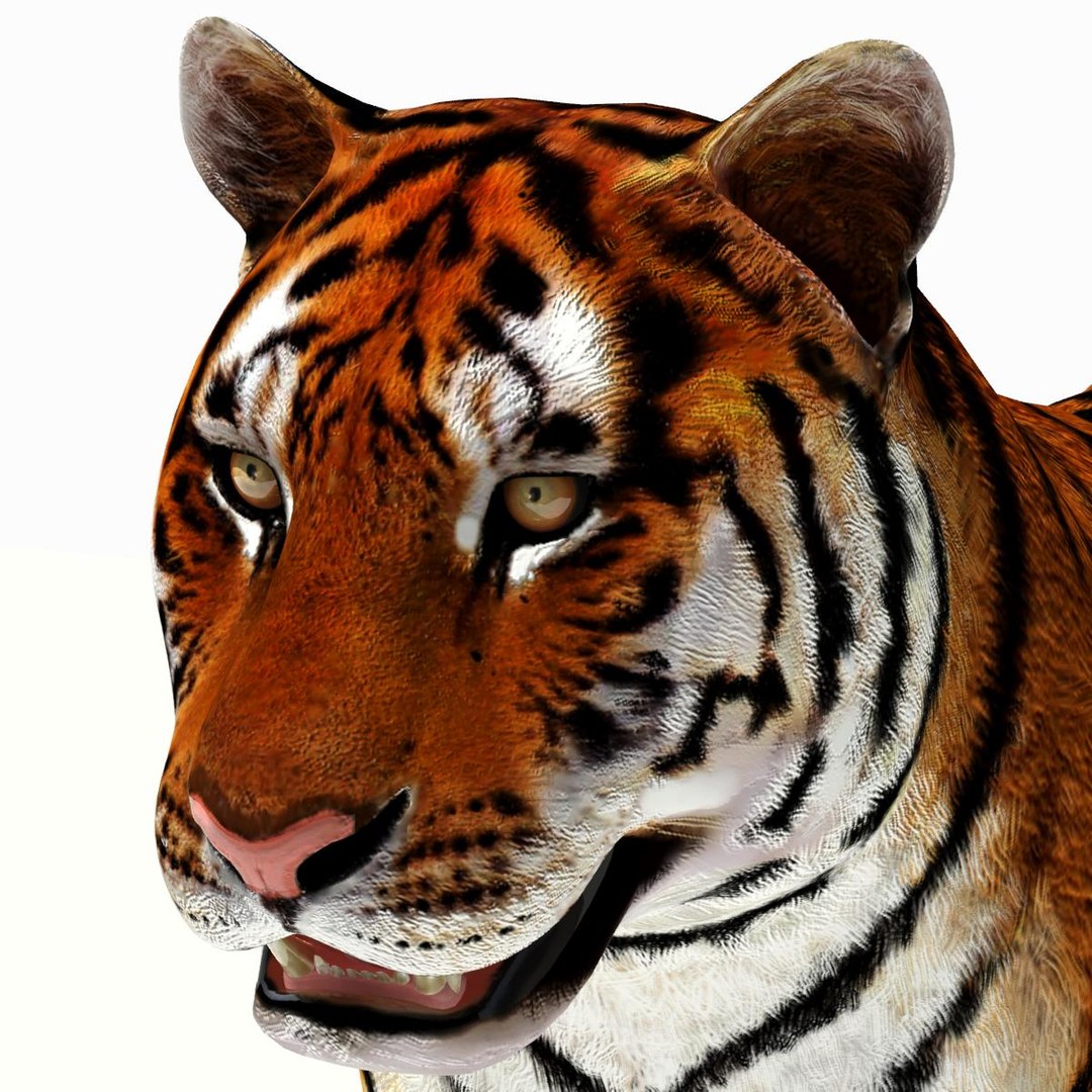 Tiger White and Natural 3D Model