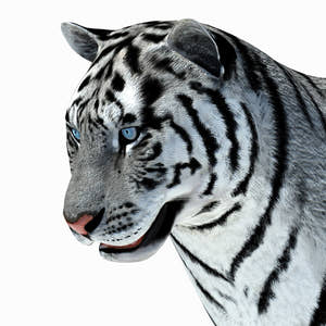 Animated Tiger 3D Model with White and Natural Variations Thumbnail