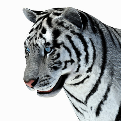 Animated Tiger 3D Model with White and Natural Variations