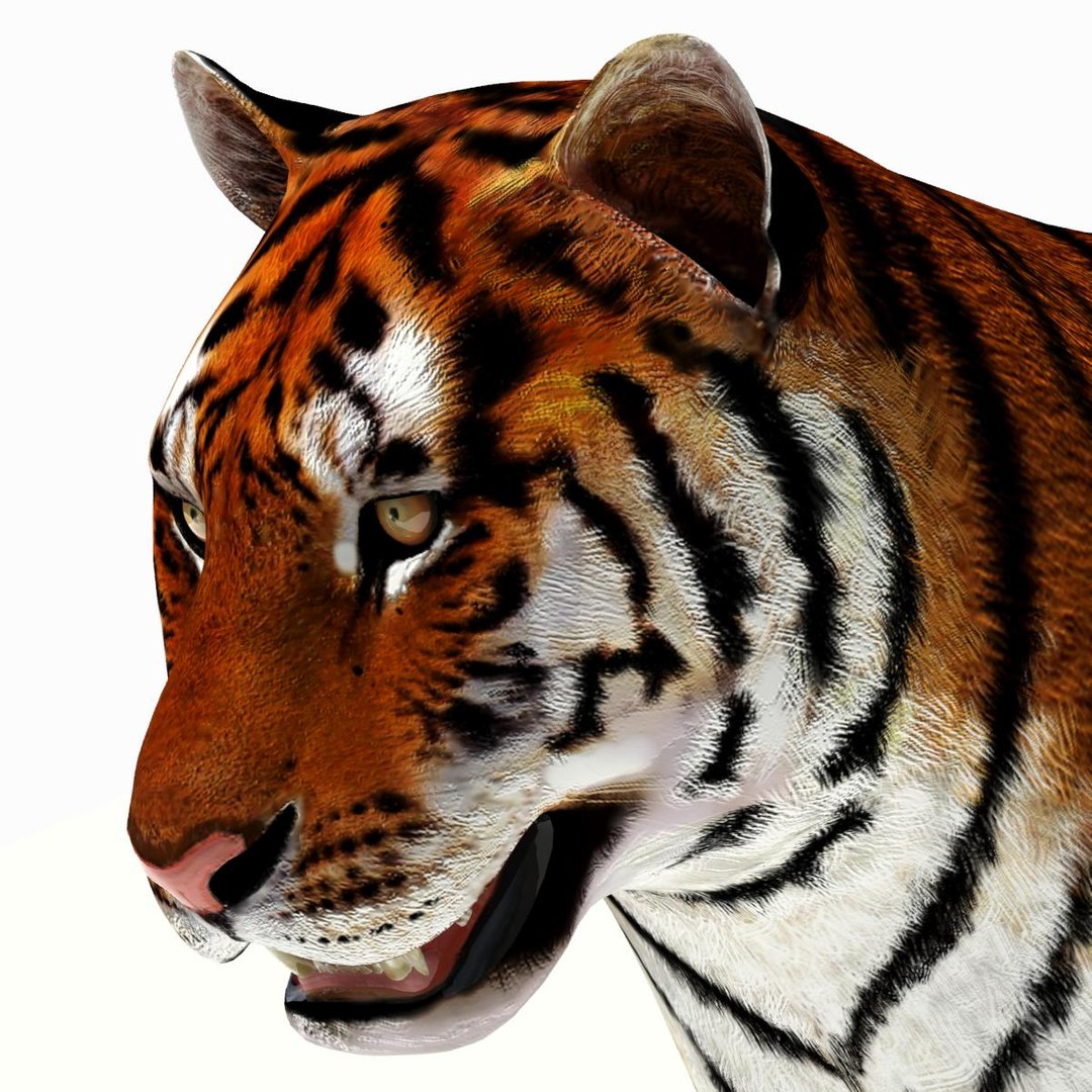 Tiger White and Natural 3D Model