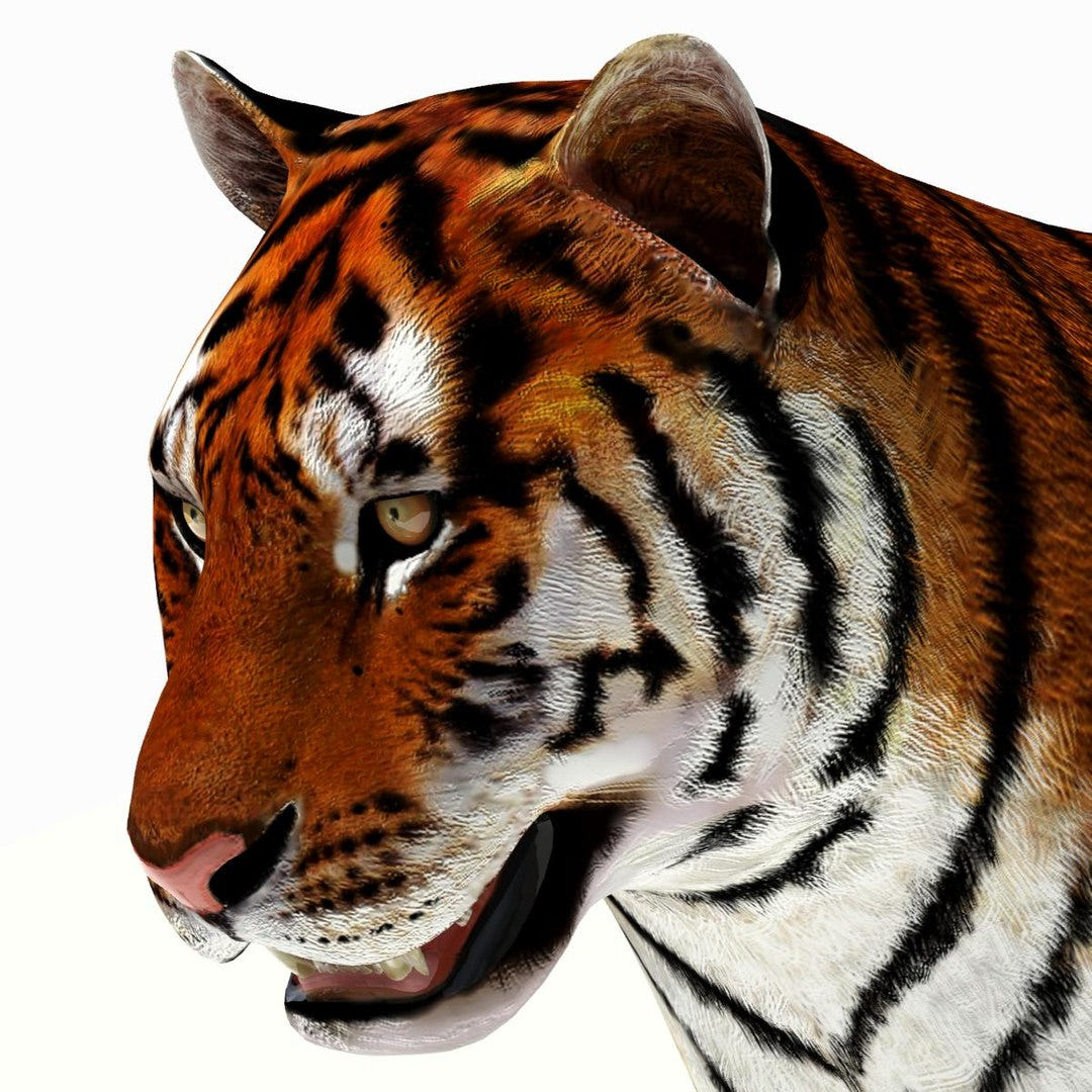 Tiger White and Natural 3D Model