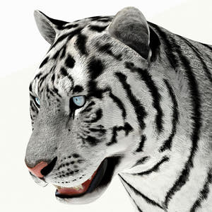 Tiger White and Natural 3D Model Thumbnail