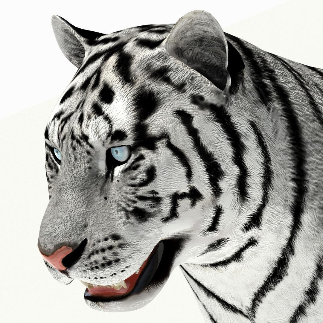 Tiger White and Natural 3D Model