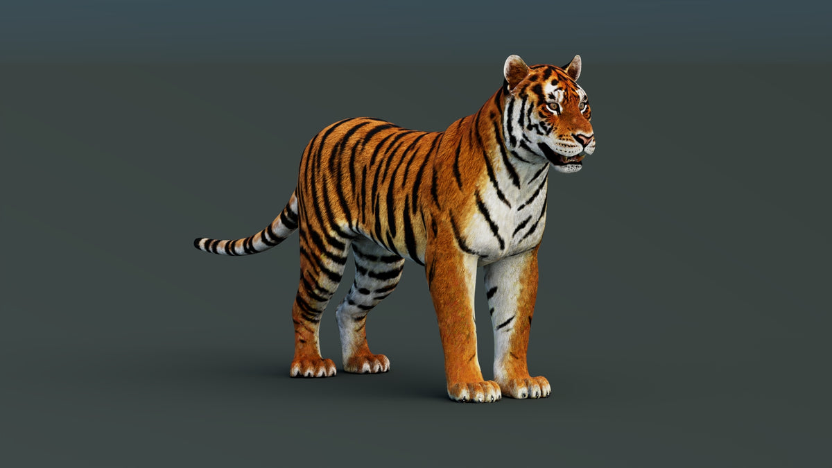 Game-Ready Tiger 3D Model PBR - 360 Degree View