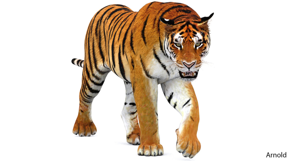 Animated tiger 3d model for download