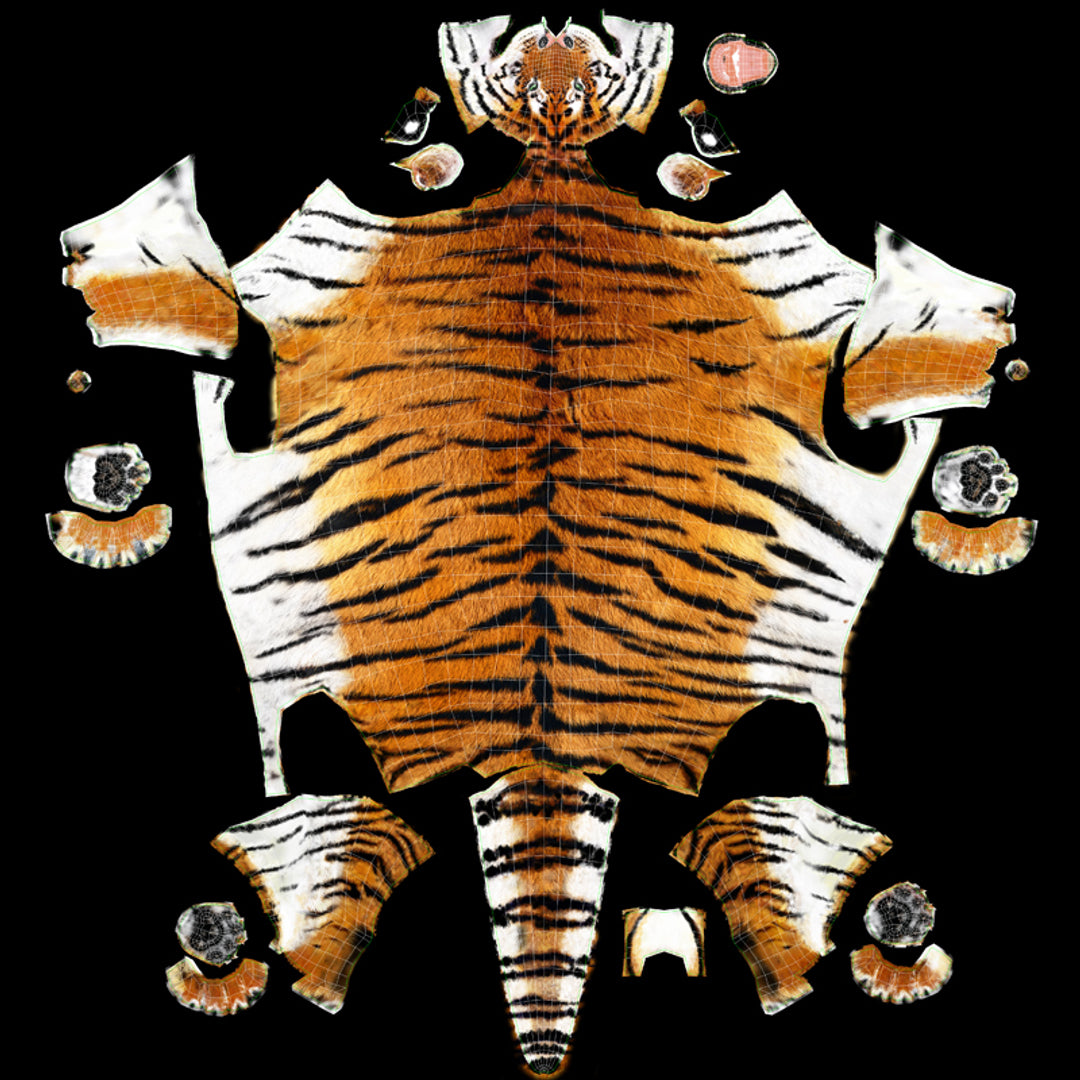 Animated Big Cats 3D Model Fur