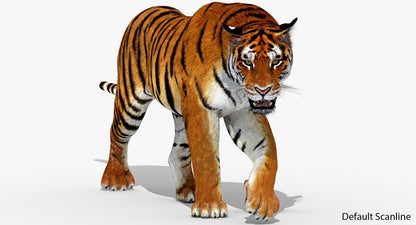 Big Cats 3D Model Animated