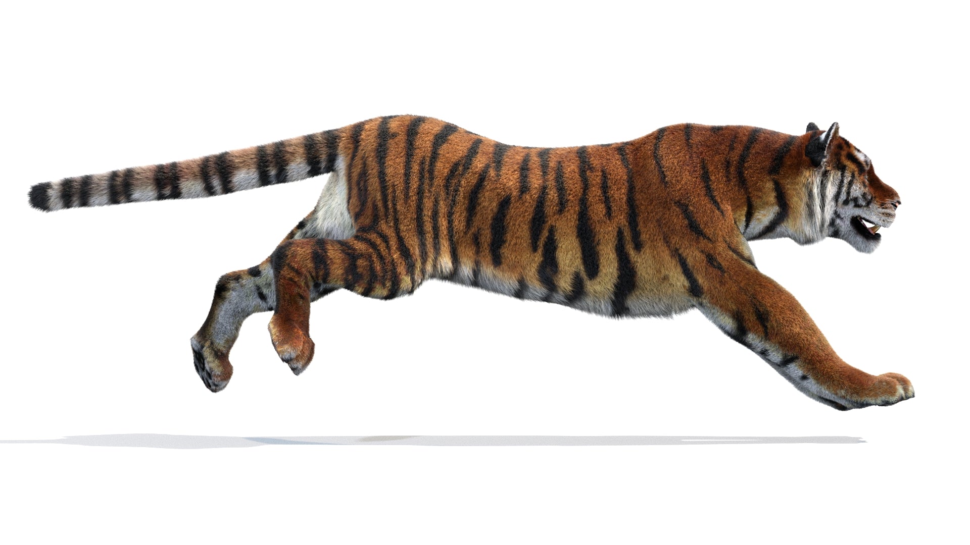 Animated Siberian Tiger 3D Model Fur - 360 Degree View