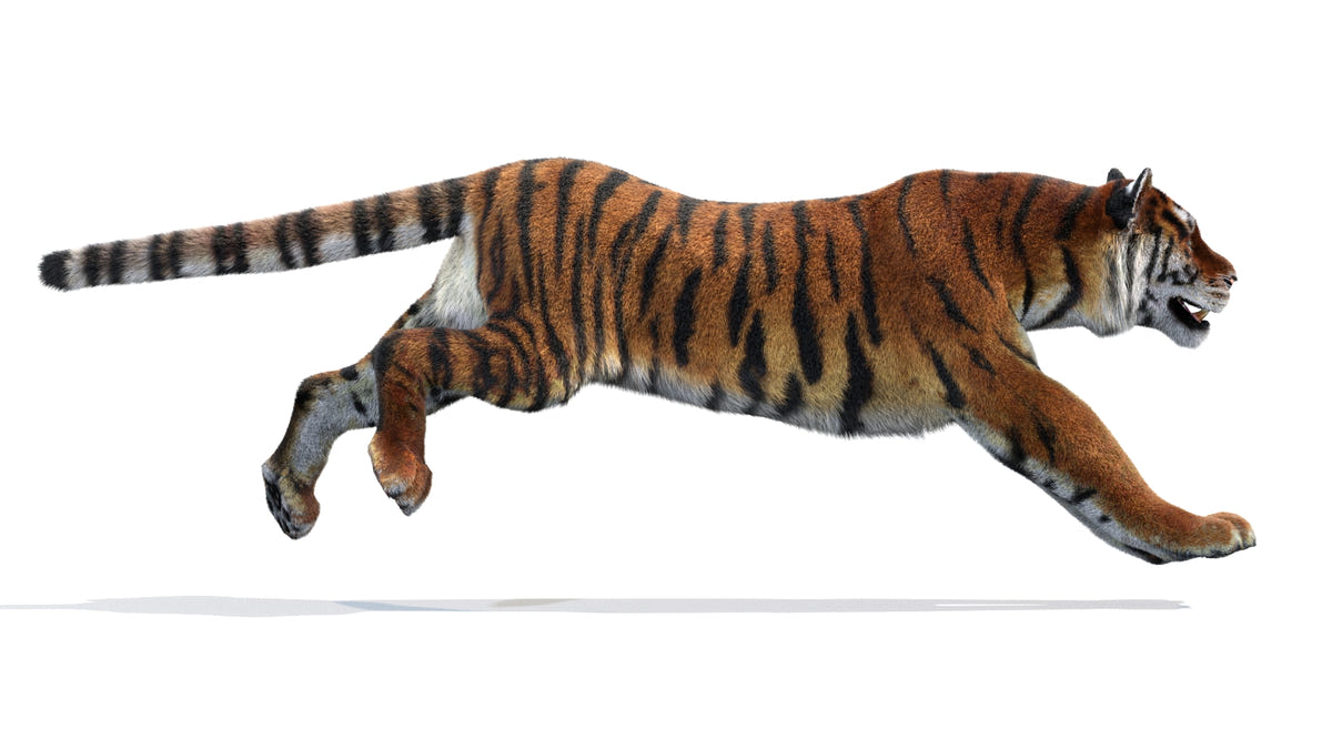 Animated Siberian Tiger 3D Model - Hair and Fur - 360 Degree View