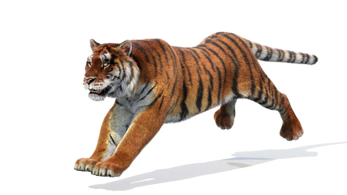 Animated Siberian Tiger 3D Model - Hair and Fur - 360 Degree View