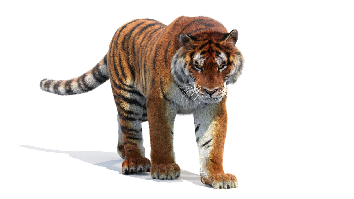 Animated Siberian Tiger 3D Model - Hair and Fur - 360 Degree View