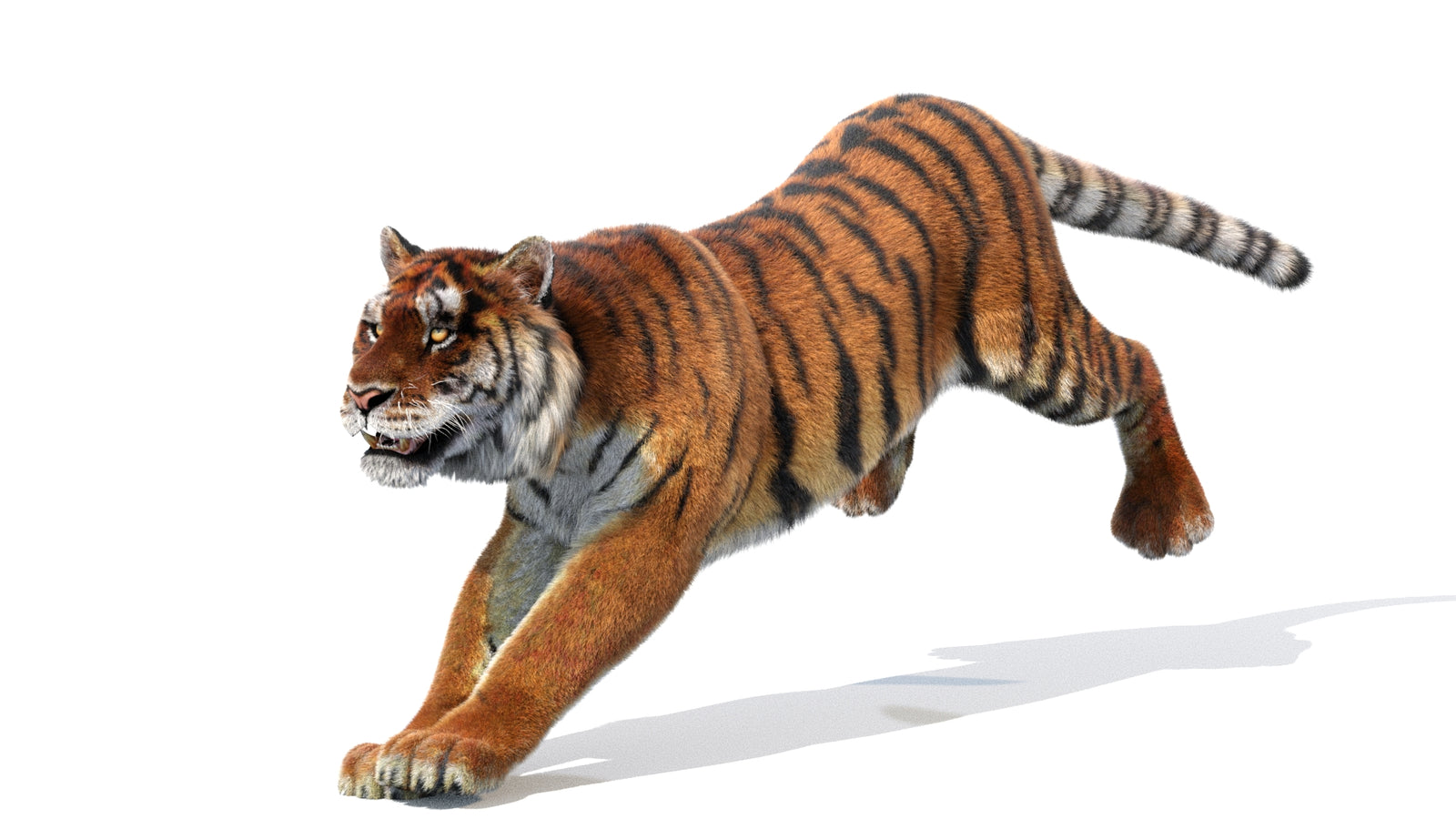 Animated Siberian Tiger 3D Model Fur 360° view 1 frame 2