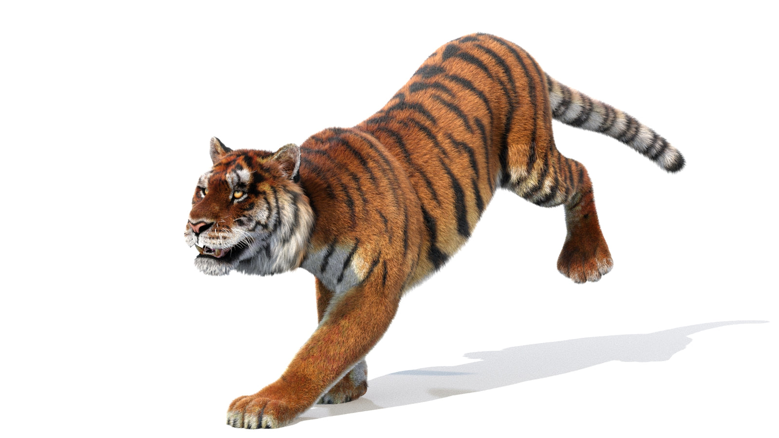 Animated Siberian Tiger 3D Model Fur 360° view 1 frame 3