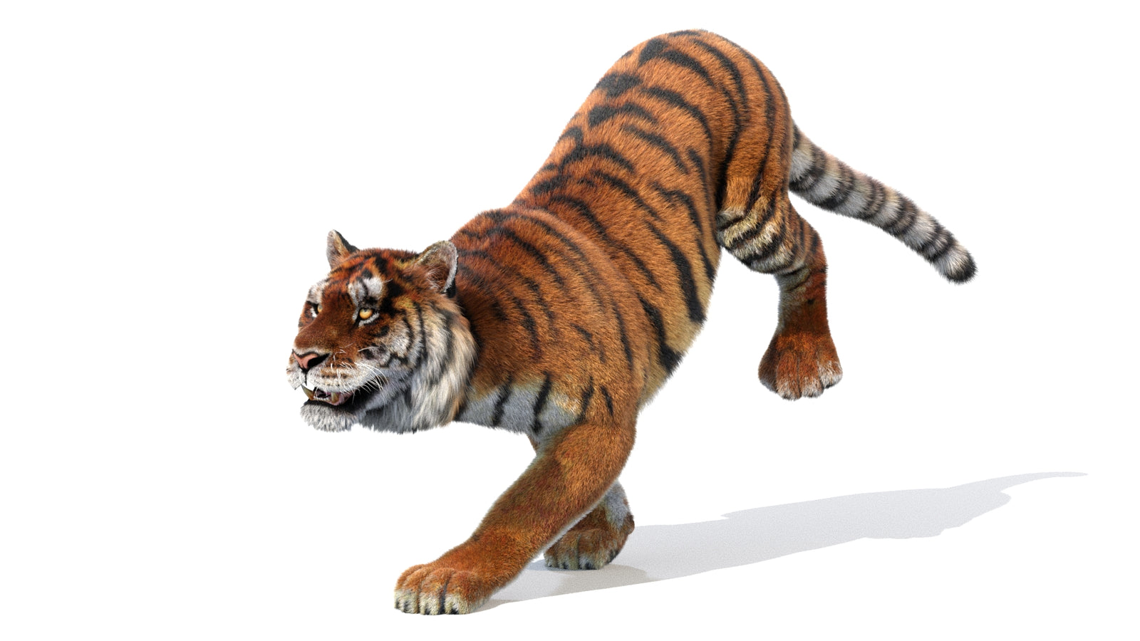 Animated Siberian Tiger 3D Model Fur 360° view 1 frame 4
