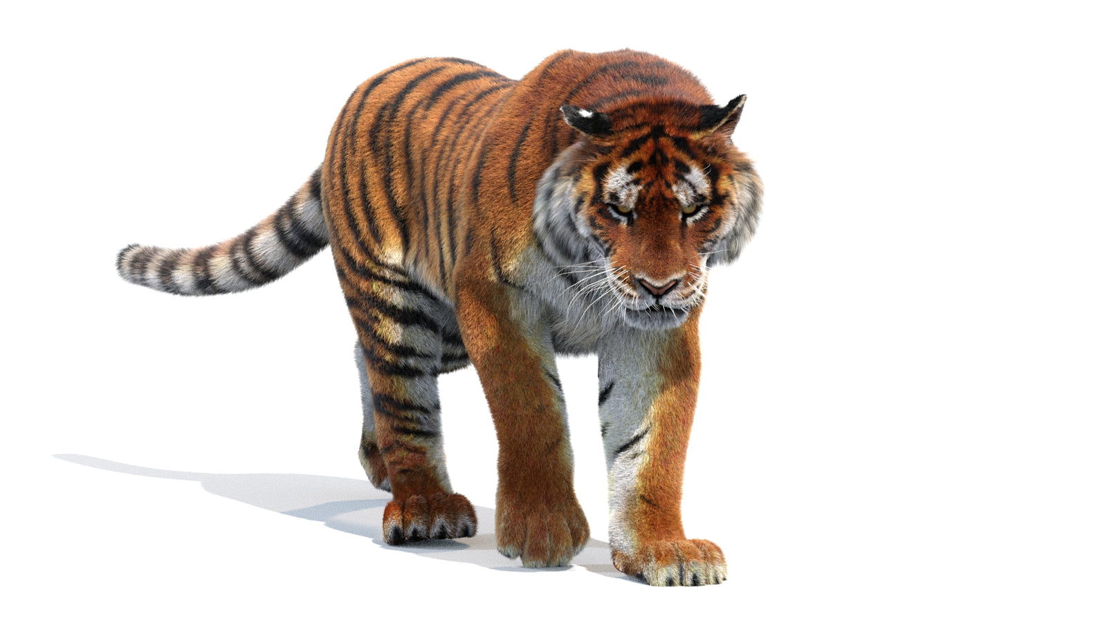 Animated Siberian Tiger 3D Model Fur 360° view 2 frame 4