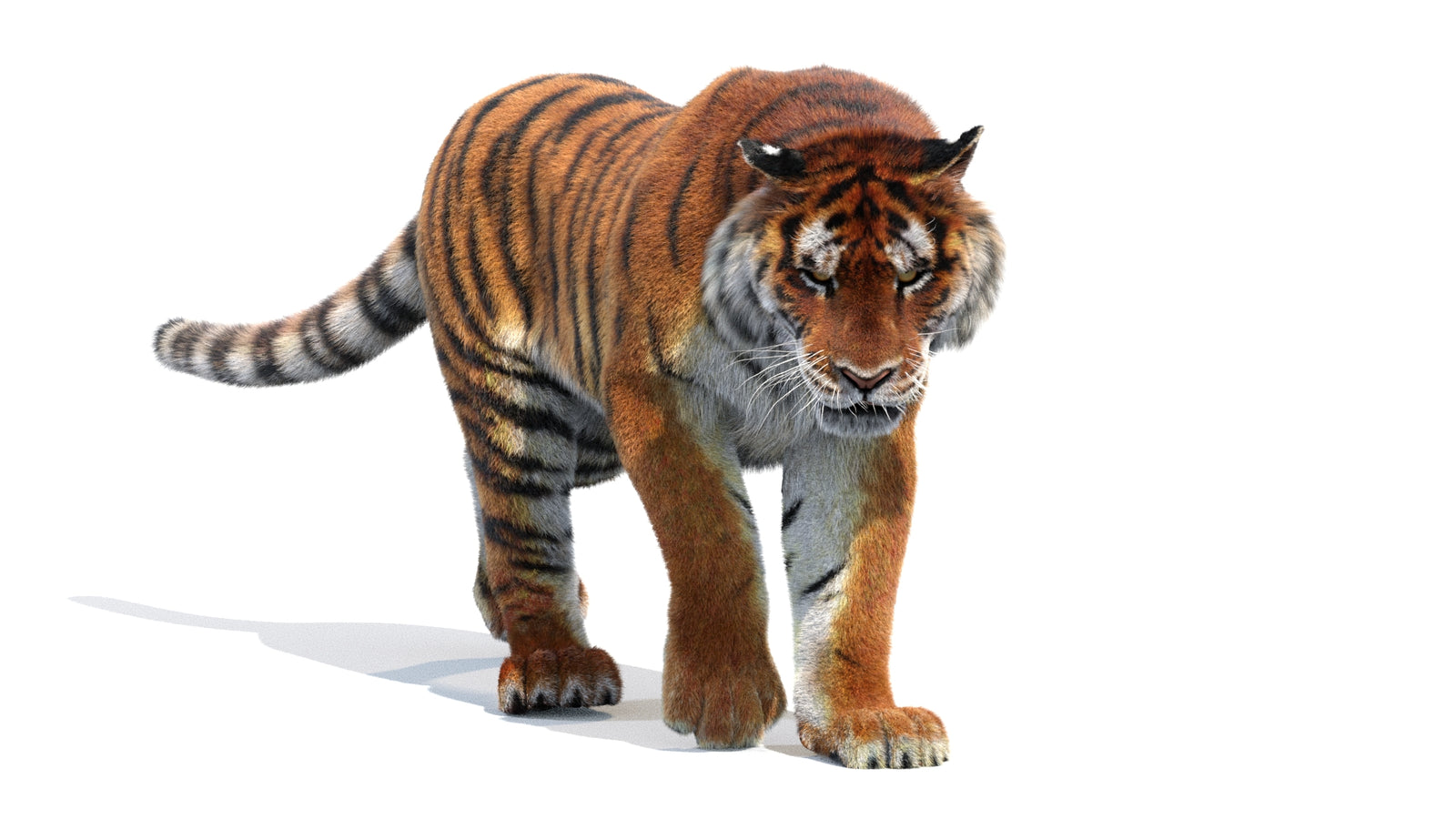 Animated Siberian Tiger 3D Model Fur 360° view 2 frame 5