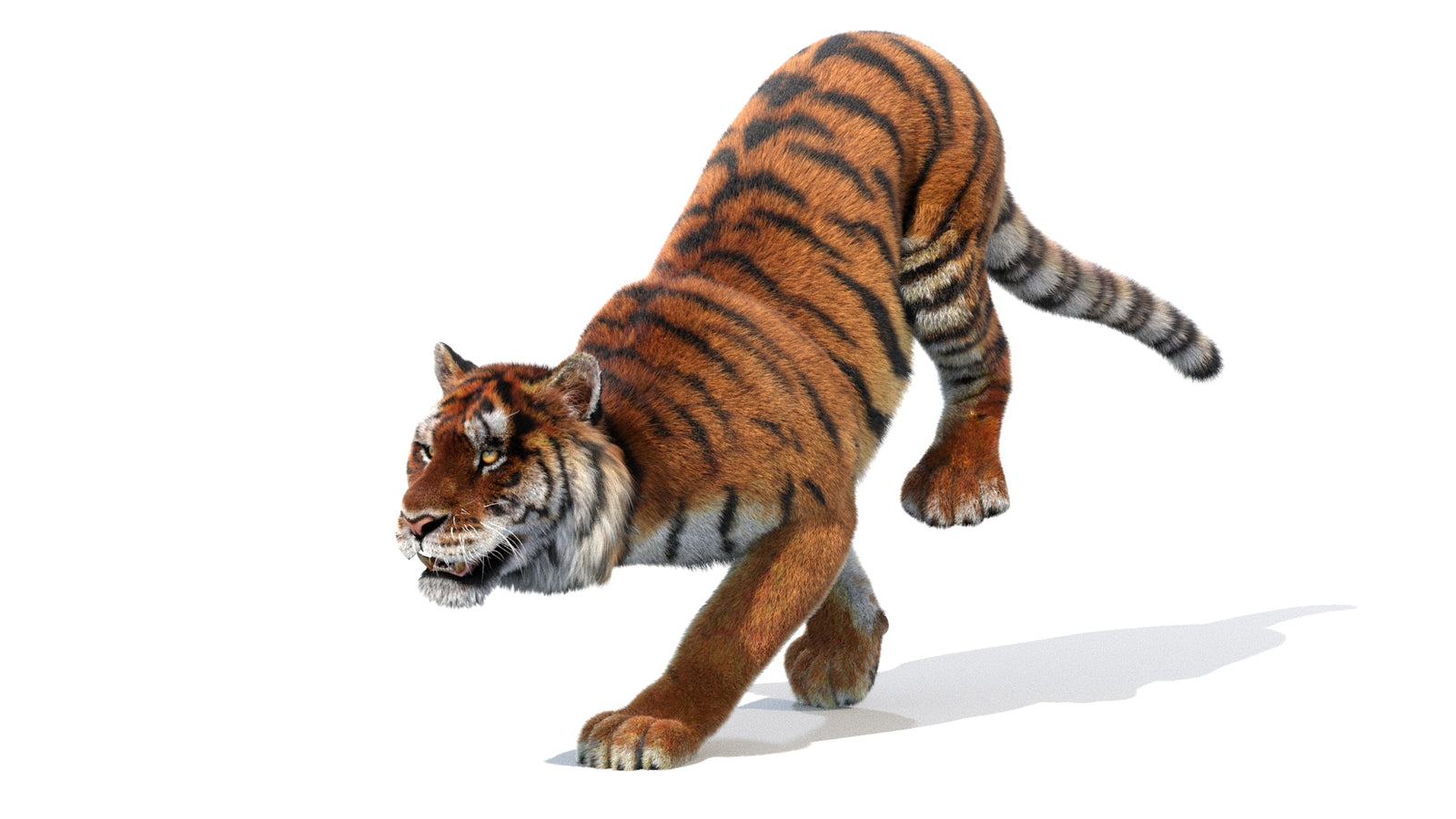 Animated Siberian Tiger 3D Model Fur 360° view 1 frame 5