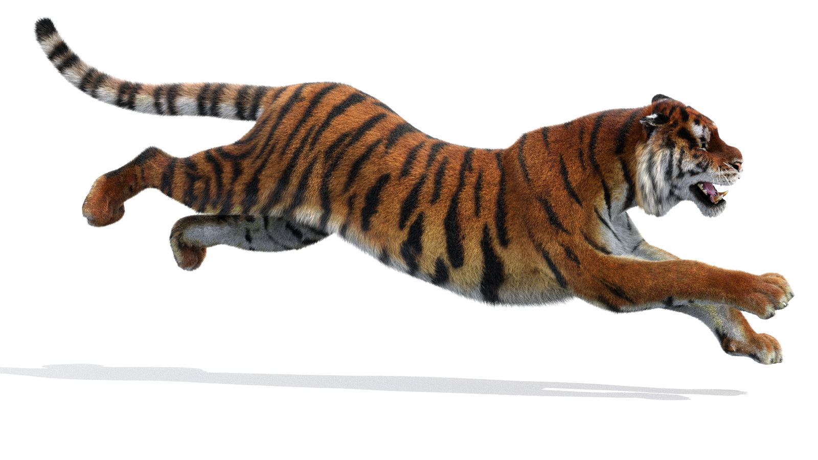 Animated Siberian Tiger 3D Model Fur 360° view 3 frame 7