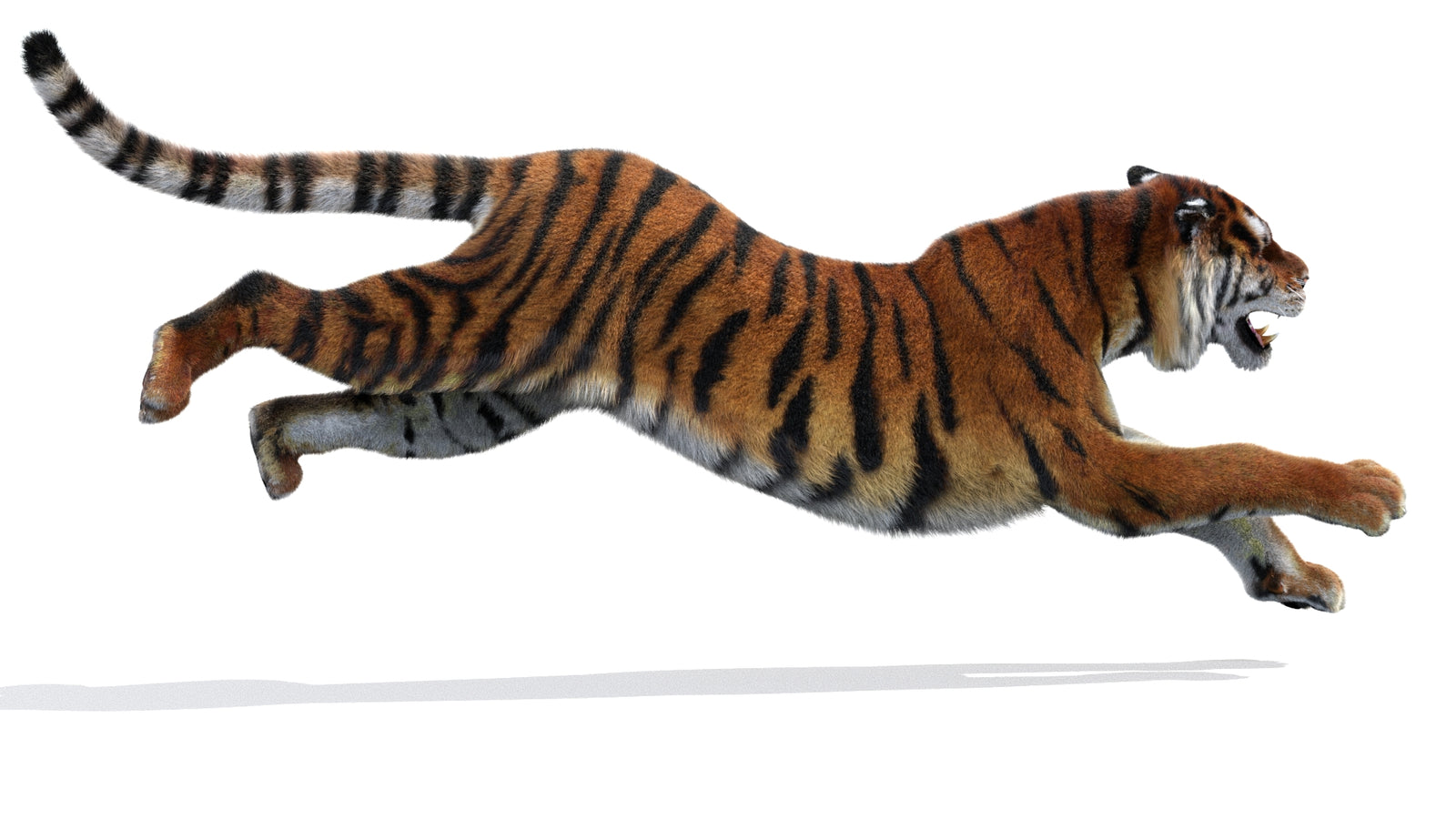 Animated Siberian Tiger 3D Model Fur 360° view 3 frame 10