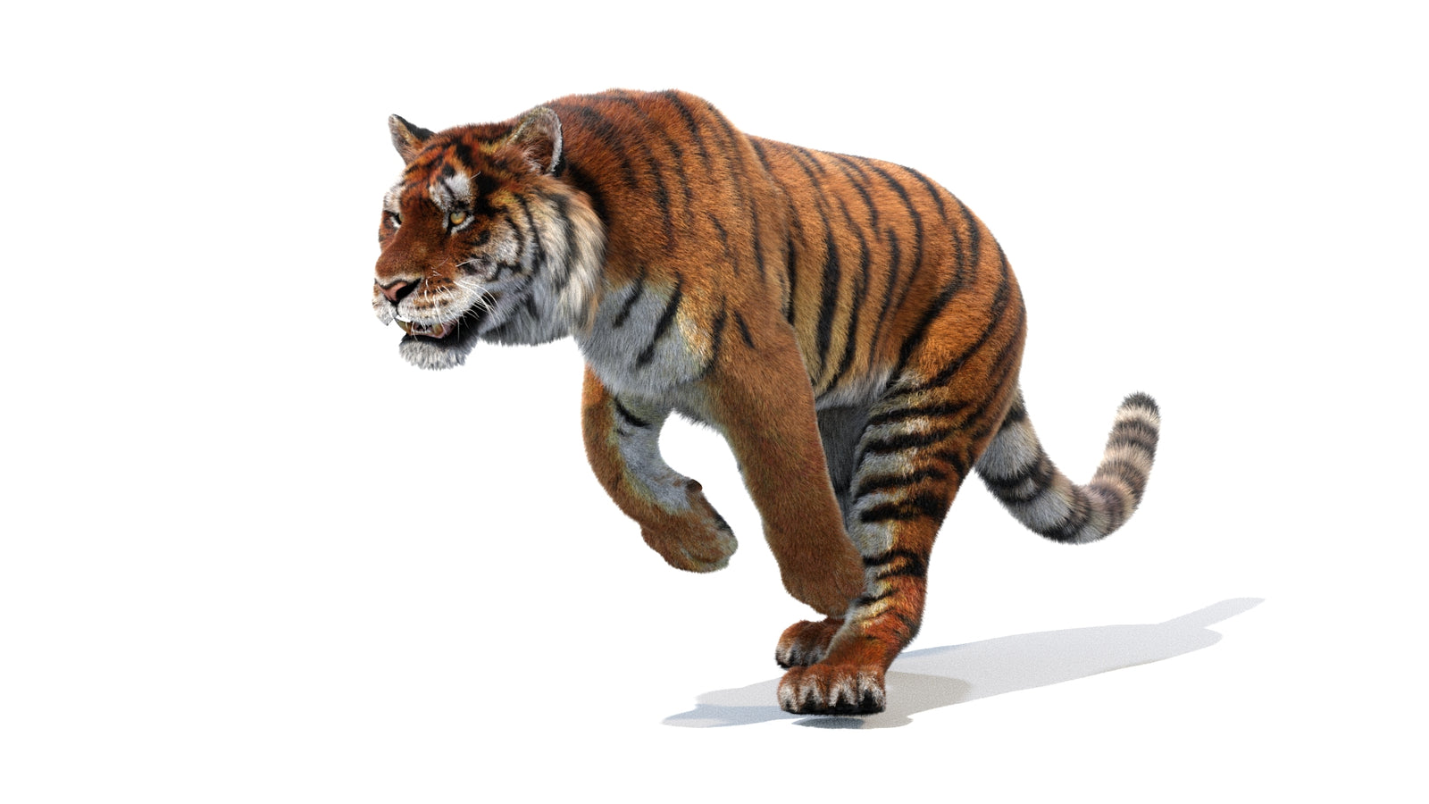 Animated Siberian Tiger 3D Model Fur 360° view 1 frame 10