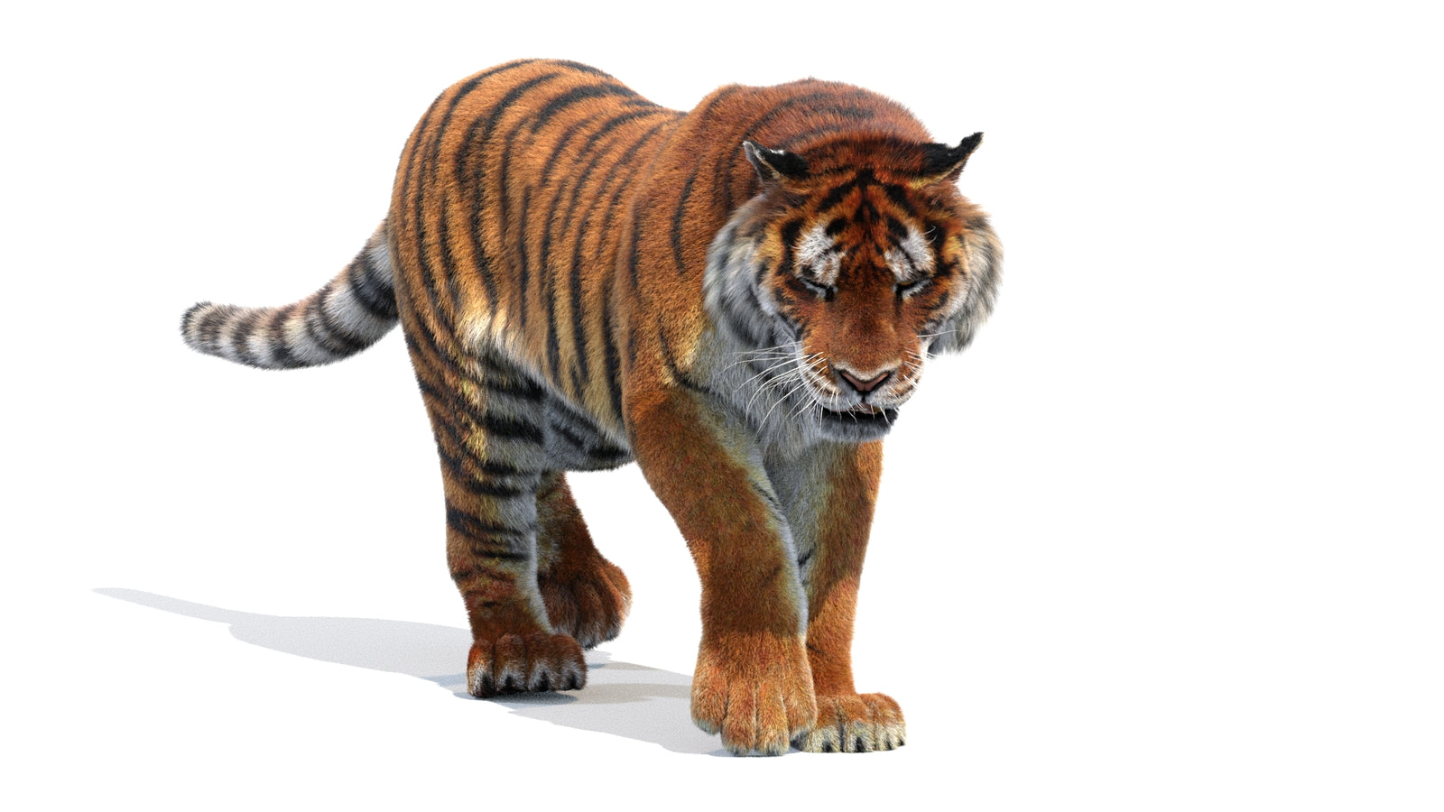 Animated Siberian Tiger 3D Model Fur 360° view 2 frame 10